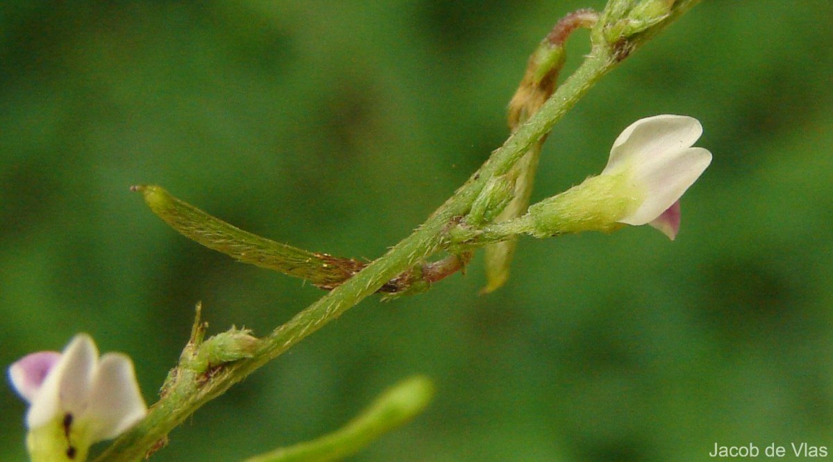 Teramnus labialis (L.f.) Spreng.